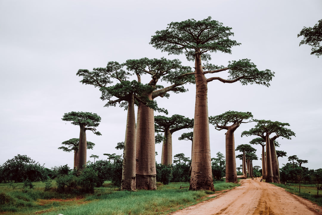 Conservation and Reforestation Efforts in Madagascar - Protecting Lemurs | Soava